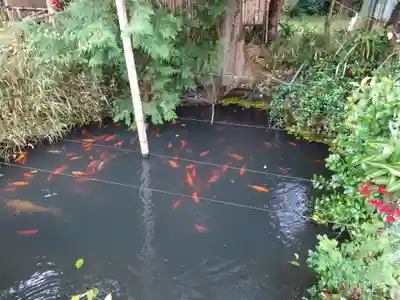 矢奈比賣神社（見付天神）の動物