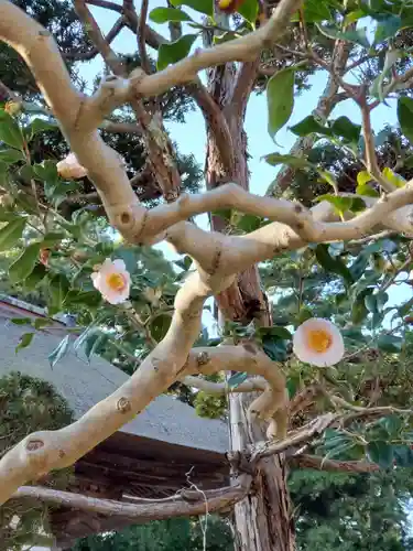 沙沙貴神社の自然