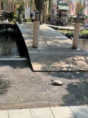 平塚八幡宮の動物