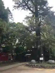 駒込富士神社(東京都)