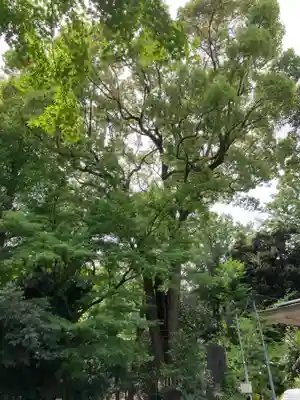 代々木八幡宮(東京都)