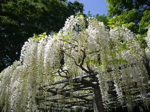 玉敷神社の庭園