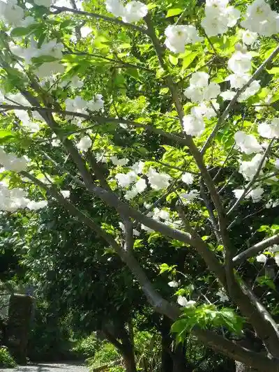 御霊神社の自然