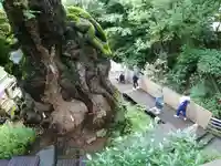來宮神社(静岡県)