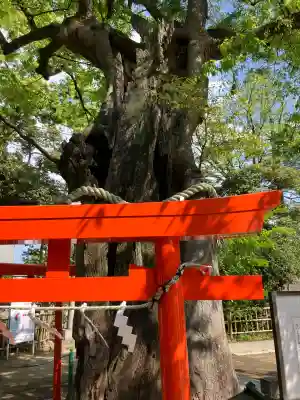 新田神社の{uncategorized: "未分類", other: "その他", undefined: "問題あり", building: "その他建物", grave: "お墓", sacred_gate: "鳥居", guardian: "狛犬", statue: "像", buddha: "仏像", history: "歴史", nature: "自然", garden: "庭園", animal: "動物", pagoda: "塔", temizu: "手水舎", mountain_gate: "山門・神門", sanctuary: "本殿・本堂", subordinate: "末社・摂社", art: "芸術", scenery: "景色", jizo: "地蔵", ema: "絵馬", goshuin: "御朱印", omikuji: "おみくじ", items: "授与品その他", amulet: "お守り", goshuincho: "御朱印帳", eats: "食事", festival: "お祭り", votive_dance: "神楽", shichigosan: "七五三参", wedding: "結婚式", experience: "体験その他", initially: "初詣", around: "周辺", anti_infection: "感染症対策"}