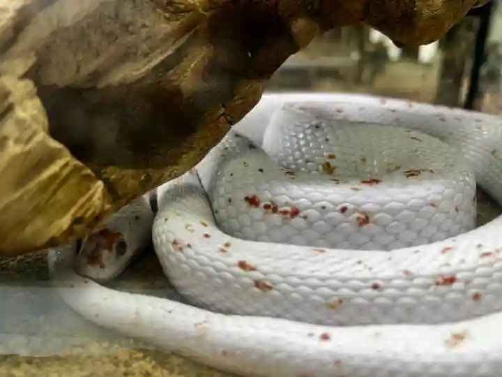 坪沼八幡神社の動物