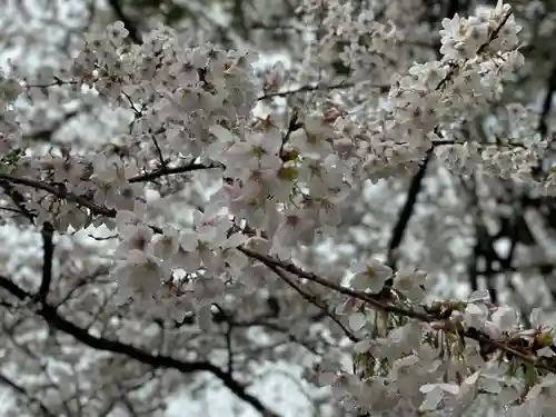 日枝神社の自然