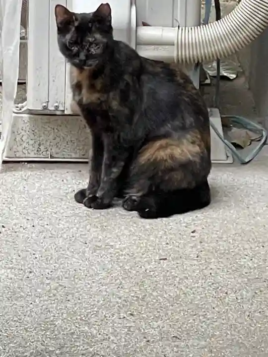 保利神社(大阪府)