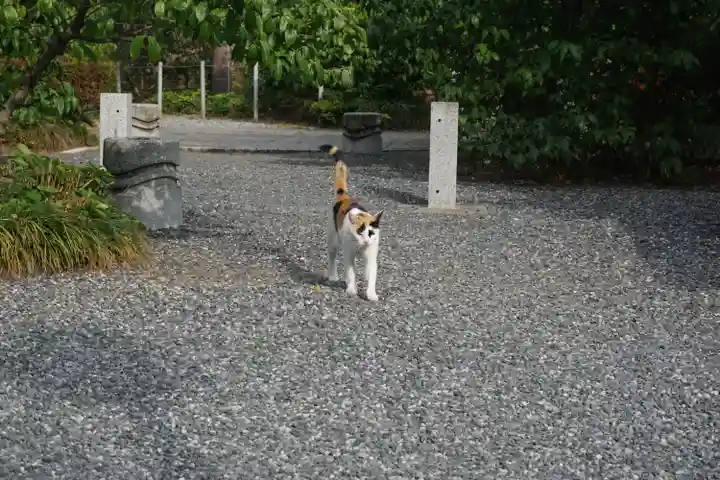板倉雷電神社の動物