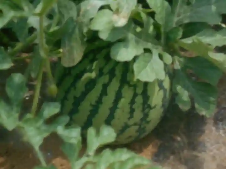 白浜毘沙門天の食事