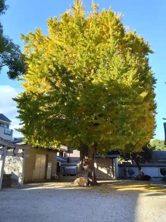 姪浜住吉神社(福岡県)
