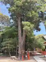息栖神社の{uncategorized: "未分類", other: "その他", undefined: "問題あり", building: "その他建物", grave: "お墓", sacred_gate: "鳥居", guardian: "狛犬", statue: "像", buddha: "仏像", history: "歴史", nature: "自然", garden: "庭園", animal: "動物", pagoda: "塔", temizu: "手水舎", mountain_gate: "山門・神門", sanctuary: "本殿・本堂", subordinate: "末社・摂社", art: "芸術", scenery: "景色", jizo: "地蔵", ema: "絵馬", goshuin: "御朱印", omikuji: "おみくじ", items: "授与品その他", amulet: "お守り", goshuincho: "御朱印帳", eats: "食事", festival: "お祭り", votive_dance: "神楽", shichigosan: "七五三参", wedding: "結婚式", experience: "体験その他", initially: "初詣", around: "周辺", anti_infection: "感染症対策"}