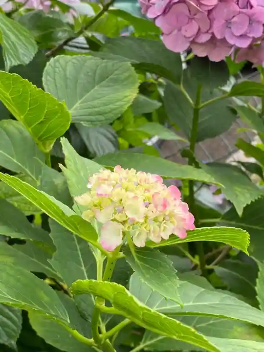 藤森神社の自然