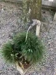 御井神社の手水