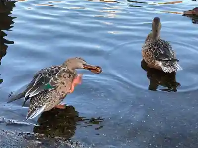 東本願寺本廟 牛久浄苑(牛久大仏)(茨城県)