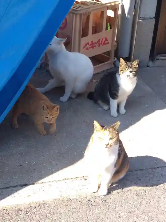 包ケ浦神社の動物