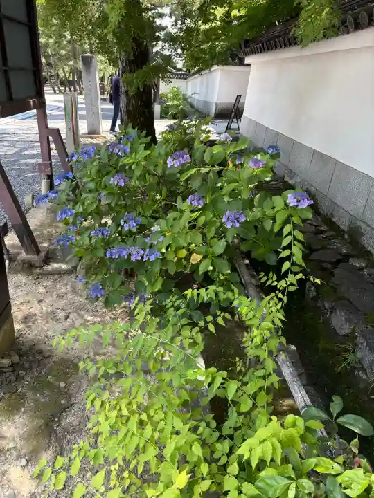 退蔵院(京都府)