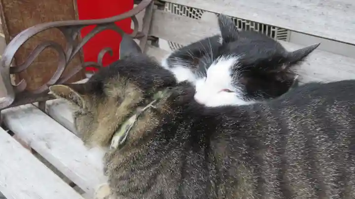 御誕生寺(猫寺)の動物