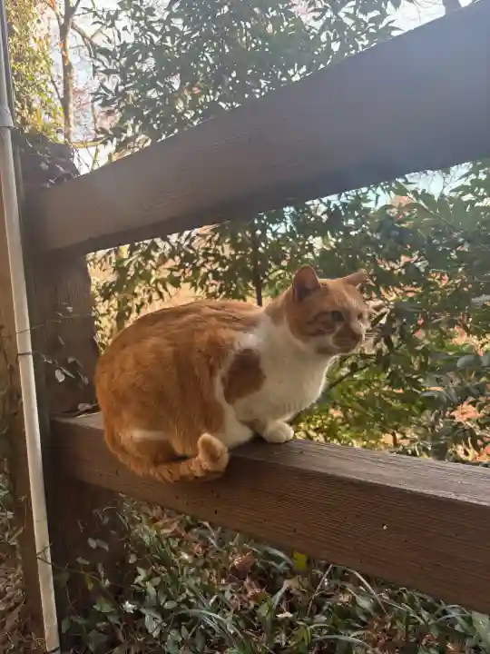唐澤山神社の{uncategorized: "未分類", other: "その他", undefined: "問題あり", building: "その他建物", grave: "お墓", sacred_gate: "鳥居", guardian: "狛犬", statue: "像", buddha: "仏像", history: "歴史", nature: "自然", garden: "庭園", animal: "動物", pagoda: "塔", temizu: "手水舎", mountain_gate: "山門・神門", sanctuary: "本殿・本堂", subordinate: "末社・摂社", art: "芸術", scenery: "景色", jizo: "地蔵", ema: "絵馬", goshuin: "御朱印", omikuji: "おみくじ", items: "授与品その他", amulet: "お守り", goshuincho: "御朱印帳", eats: "食事", festival: "お祭り", votive_dance: "神楽", shichigosan: "七五三参", wedding: "結婚式", experience: "体験その他", initially: "初詣", around: "周辺", anti_infection: "感染症対策"}