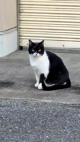 白金氷川神社の動物
