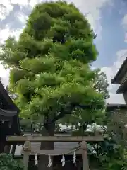 月見岡八幡神社の自然