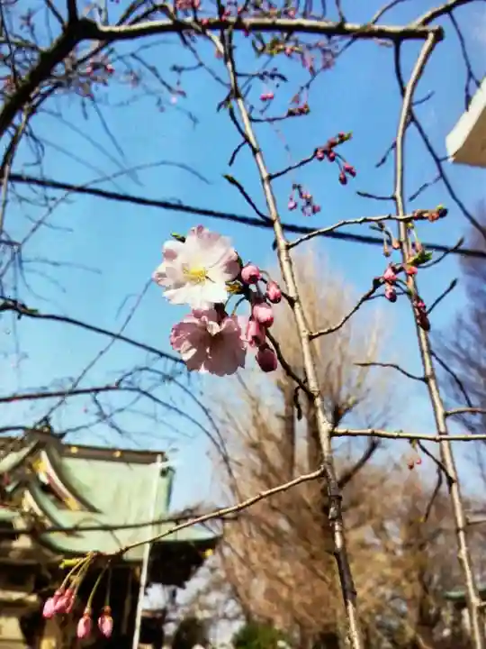 諏訪神社(東京都)