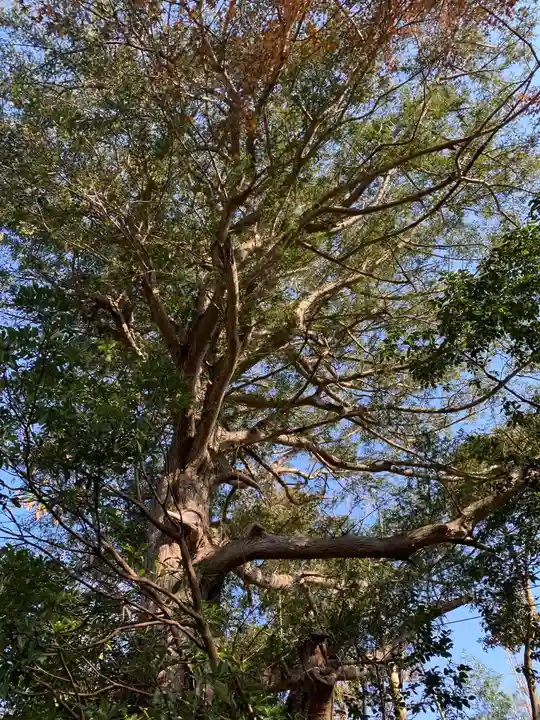 六所神社の自然