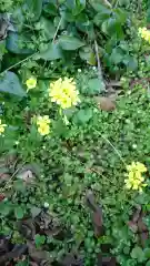 大山祇神社の自然