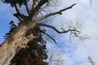 阿久津「田村神社」(郡山市阿久津町)旧社名:伊豆箱根三嶋三社の自然