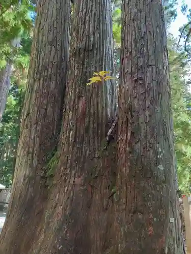 高野山金剛峯寺奥の院(和歌山県)