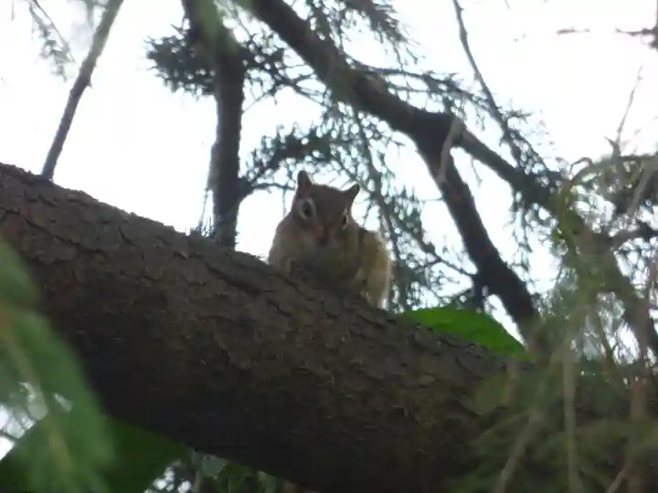 留辺蘂神社の動物