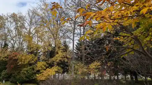 風連神社の自然