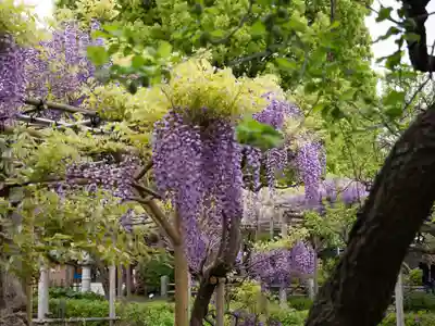 亀戸天神社(東京都)