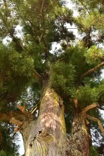 一宮神社(徳島県)