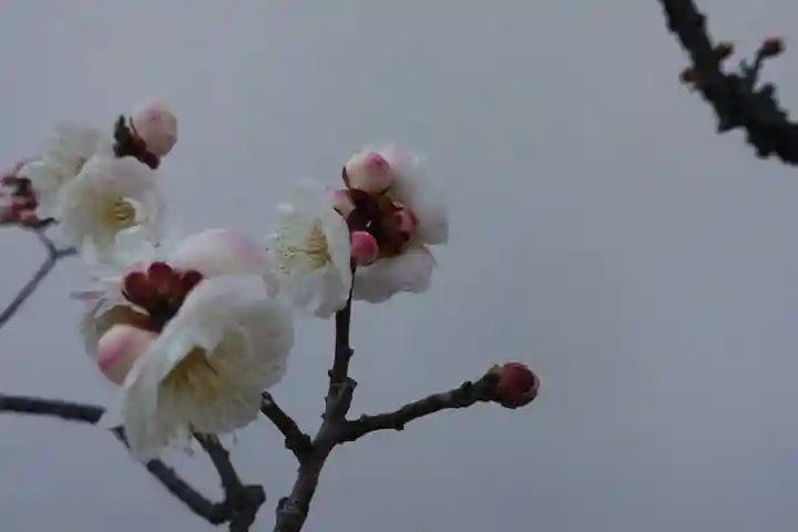 菅原天満宮(菅原神社)の自然