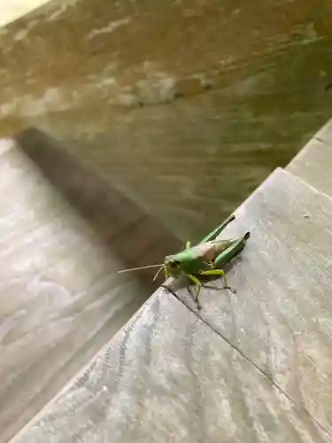 大宮温泉神社の動物