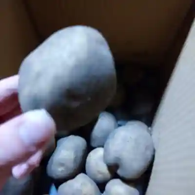 日蓮宗 総本山 塔頭 定林坊(じょうりんぼう)(山梨県)