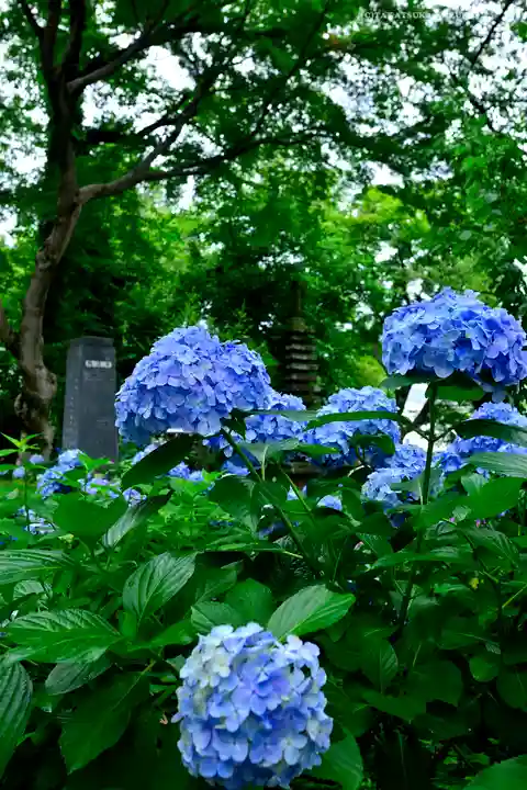 妙楽寺(神奈川県)