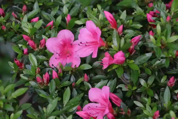 阿久津「田村神社」(郡山市阿久津町)旧社名:伊豆箱根三嶋三社の自然