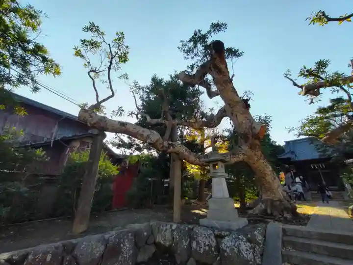 八坂大神の自然