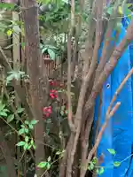 岩亀稲荷社の自然