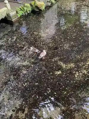 泉神社(茨城県)