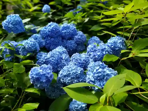 明月院(神奈川県)