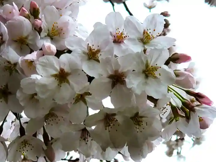 福岡縣護國神社の自然