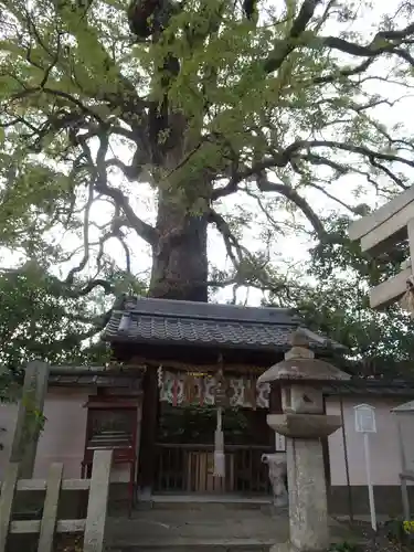 新熊野神社の自然
