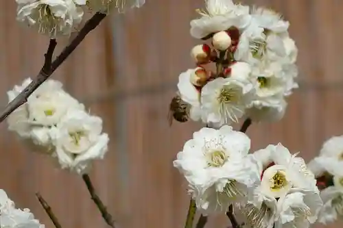 菅原天満宮（菅原神社）の自然