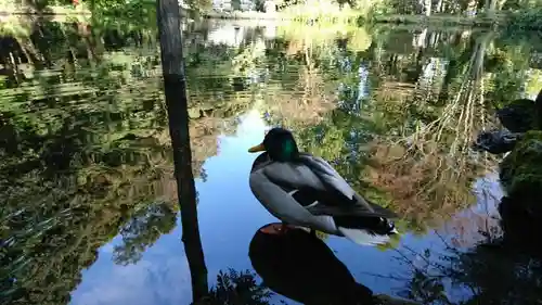 富士山本宮浅間大社の動物
