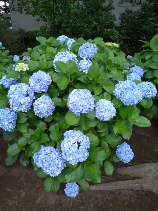 妙法寺(東京都)