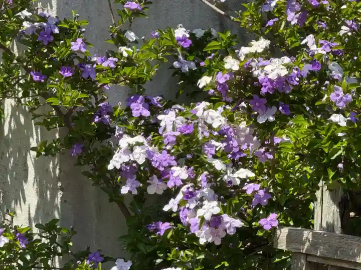 了仙寺(静岡県)