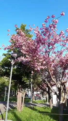 新琴似神社の自然